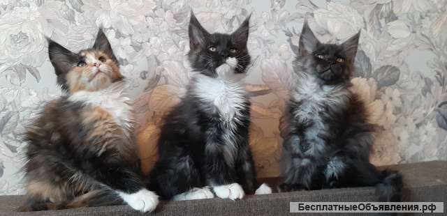 3 кошки Мейн-кун, 3 месяца.Ччистопородные и очень ласковые котята | Мейн-кун  в Москве – БесплатныеОбъявления.рф